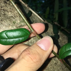 Ficus aurantiaca parvifolia