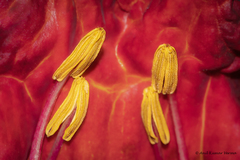 Kigelia africana