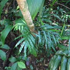 Lomariopsis boninensis