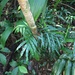 Lomariopsis boninensis - Photo (c) 洪阿愷, algunos derechos reservados (CC BY-NC), subido por 洪阿愷