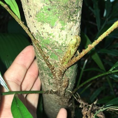 Lomariopsis boninensis