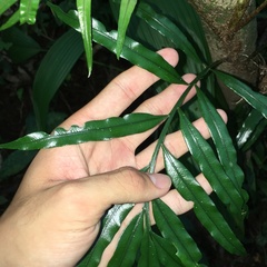Lomariopsis boninensis