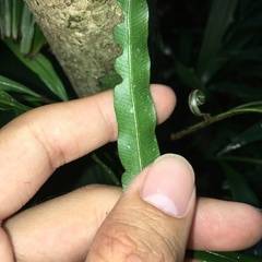Lomariopsis boninensis