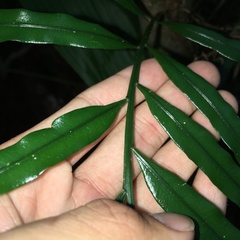 Lomariopsis boninensis