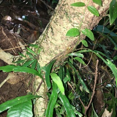 Lomariopsis boninensis