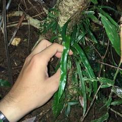 Lomariopsis boninensis