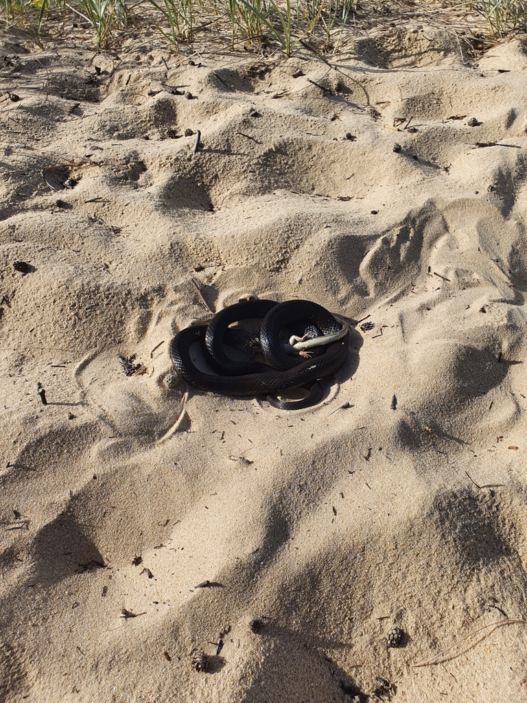 Australian Elapids (inc. Sea Snakes) from Queensland, Australia on ...