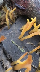 Calocera sinensis