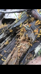 Calocera sinensis