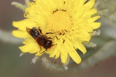 Osmia madeirensis