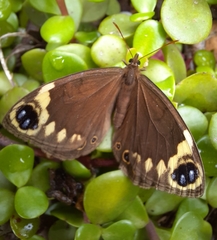 Dira clytus eurina