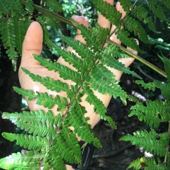 Alsophila fenicis