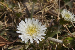 Taraxacum coreanum
