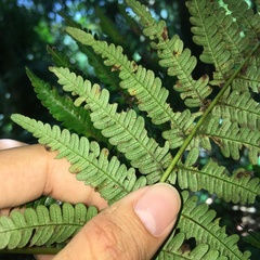 Alsophila fenicis