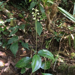 Zeuxine odorata