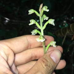 Zeuxine odorata