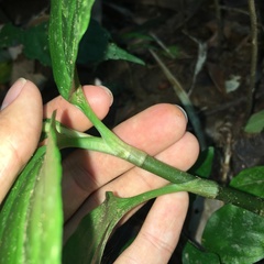 Zeuxine odorata