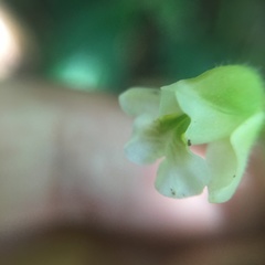 Zeuxine odorata