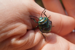 Poecilocoris splendidulus