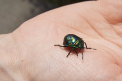 Poecilocoris splendidulus