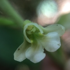Zeuxine odorata