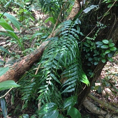 Asplenium matsumurae