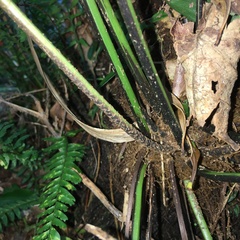 Asplenium matsumurae