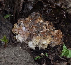 Daleomyces phillipsii