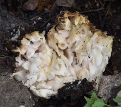 Daleomyces phillipsii