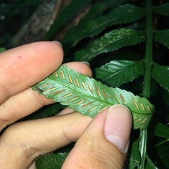 Asplenium matsumurae