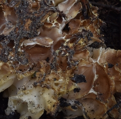 Daleomyces phillipsii