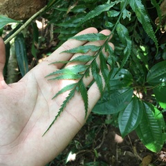 Asplenium matsumurae