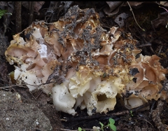 Daleomyces phillipsii