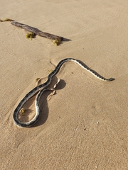 Hydrophis elegans