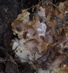 Daleomyces phillipsii