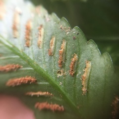 Asplenium matsumurae