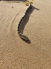 Hydrophis elegans