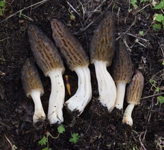 Morchella norvegiensis
