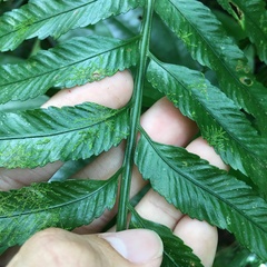 Asplenium matsumurae