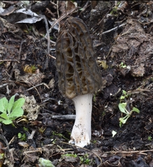 Morchella norvegiensis