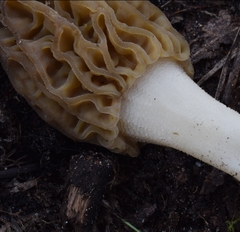 Morchella norvegiensis
