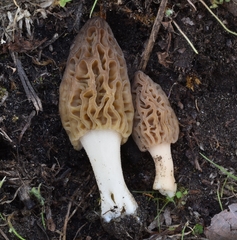Morchella norvegiensis