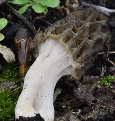 Morchella norvegiensis