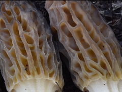 Morchella norvegiensis