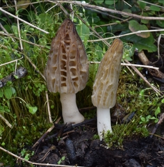 Morchella norvegiensis