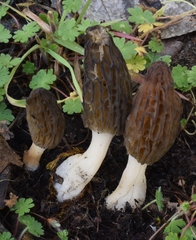 Morchella norvegiensis
