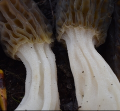 Morchella norvegiensis