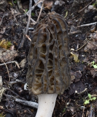 Morchella norvegiensis