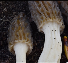 Morchella norvegiensis