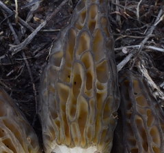 Morchella norvegiensis